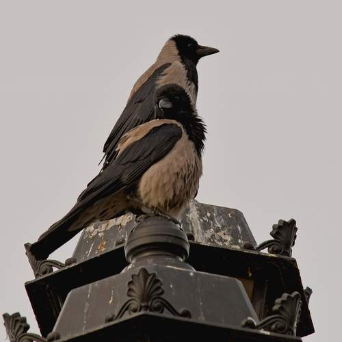 Photo #13731758