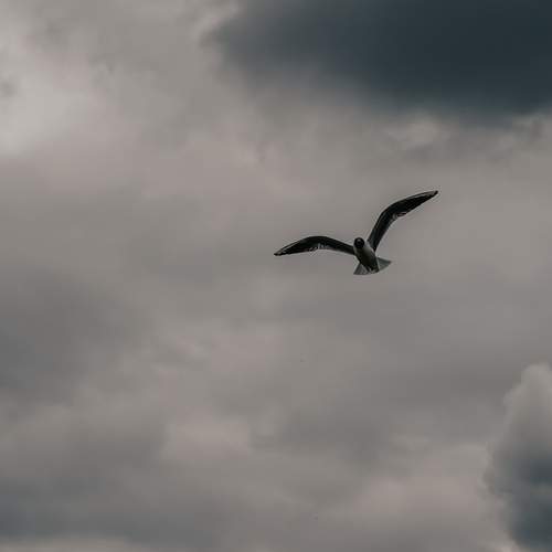 Photo #13731917