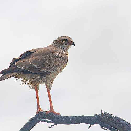 Photo #13731995