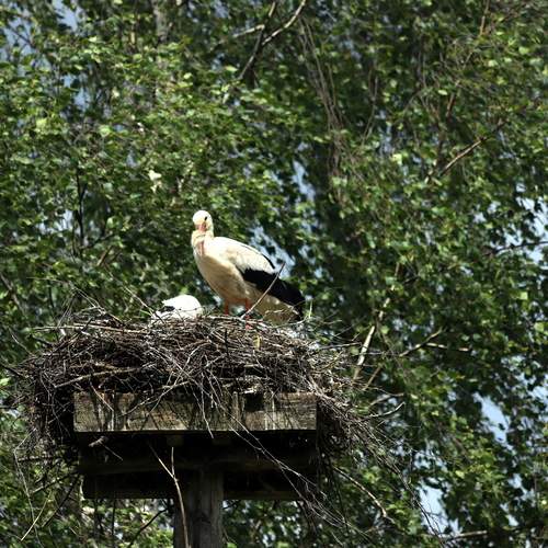 Photo #13732034