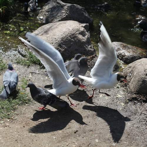 Photo #13732066