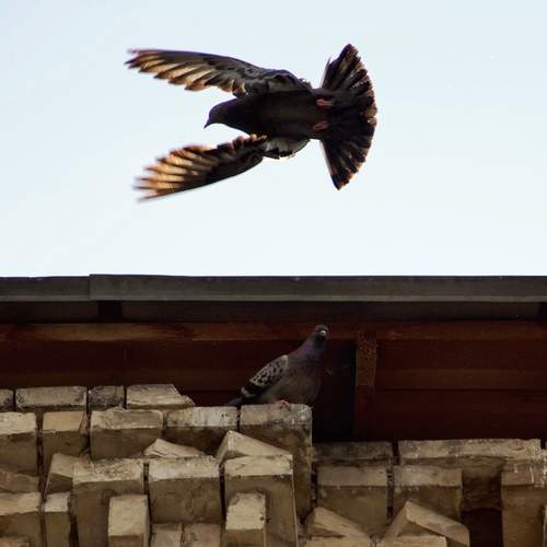 Photo #13732075
