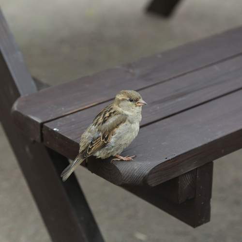 Photo #13732081