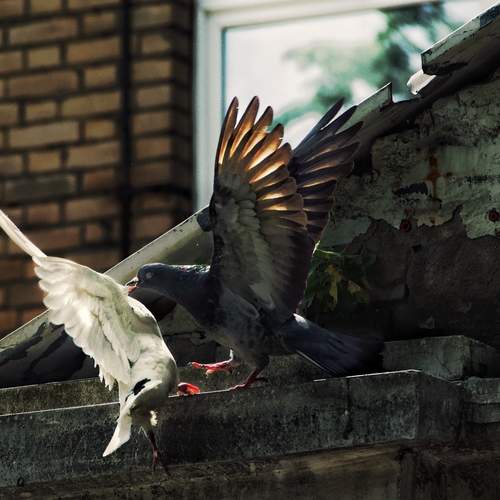 Photo #13732119