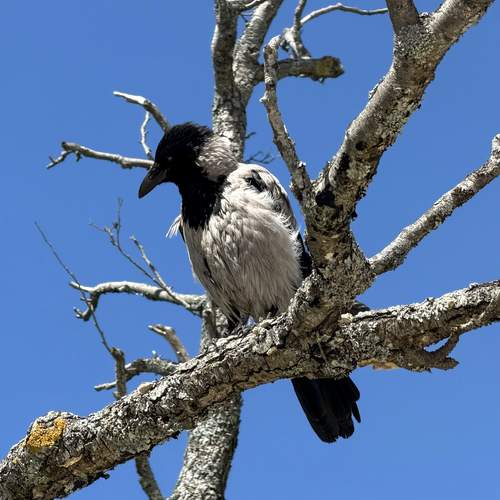 Photo #13732329