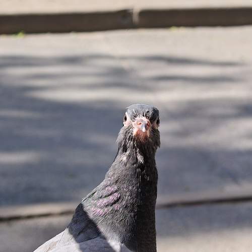 Photo #13732330