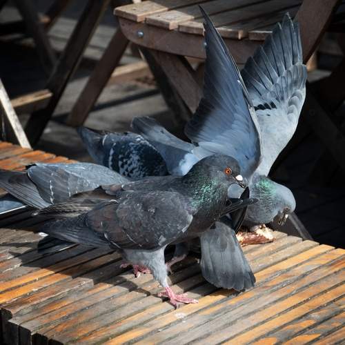 Photo #13732568