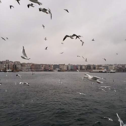 Photo #13732603