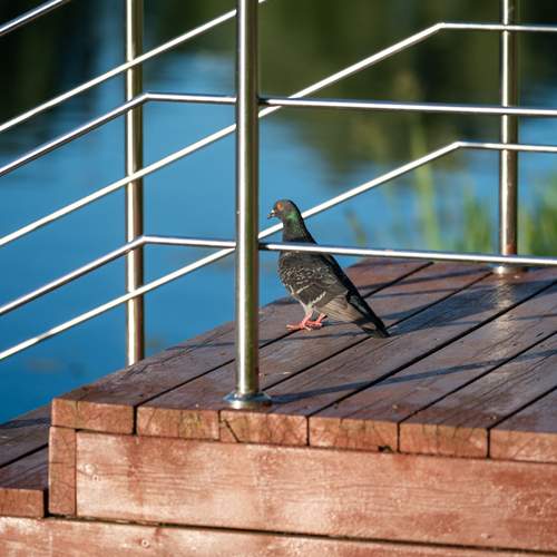 Photo #13732607