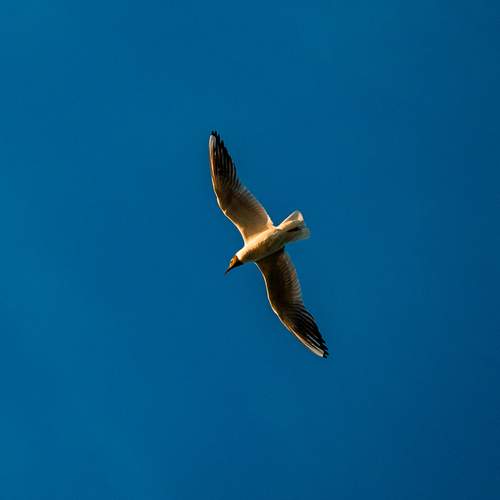 Photo #13732609