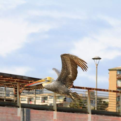 Photo #13732617