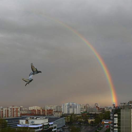 ПОЛЁТ  ПОД  РАДУГОЙ-ДУГОЙ…