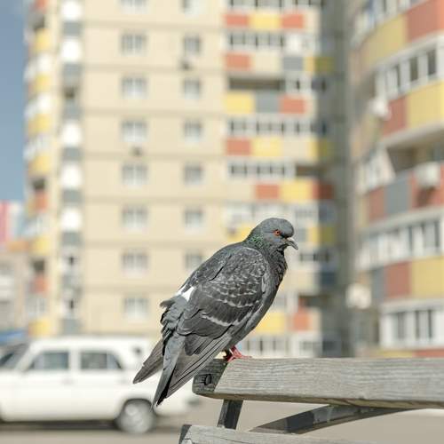 Photo #13732647