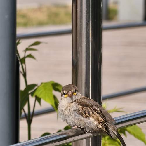 Photo #13732689