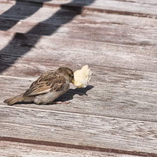 Photo #13732691
