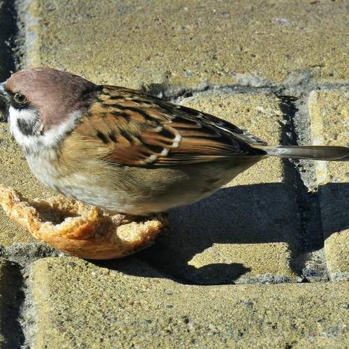 Photo #13732696