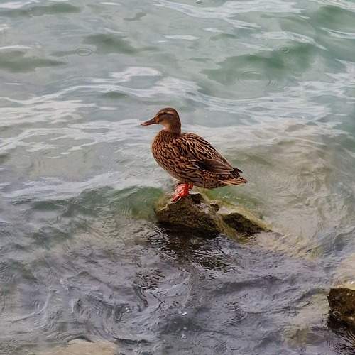 Photo #13733014