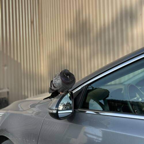 Photo #13733034