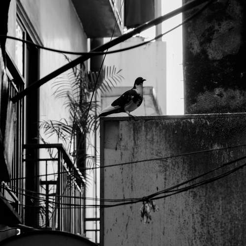 Photo #13733055