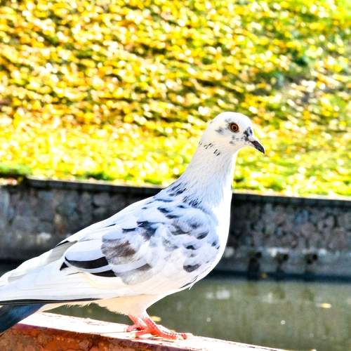 Photo #13733069