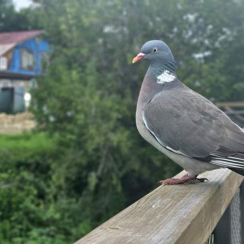 Photo #13733112
