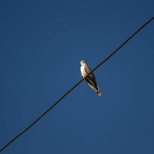 Photo #13733115
