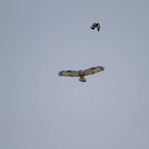 Photo #13733117