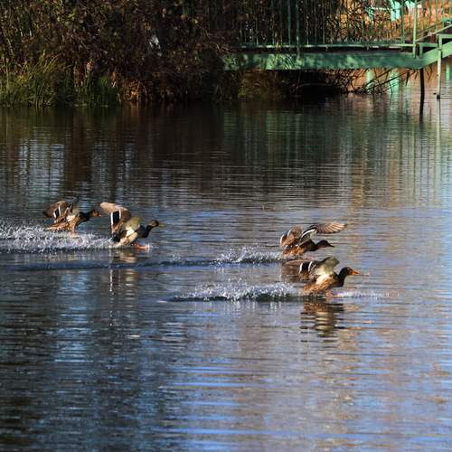 Photo #13733147