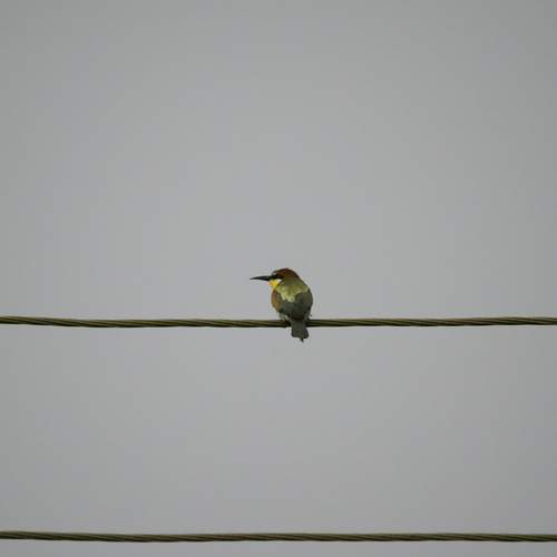Photo #13733192