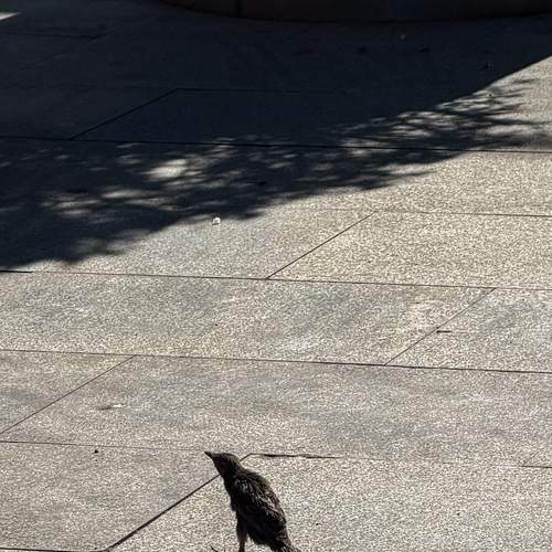 Photo #13733193