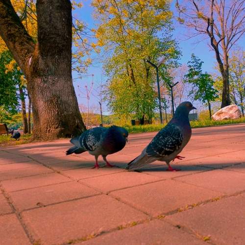 Photo #13733224