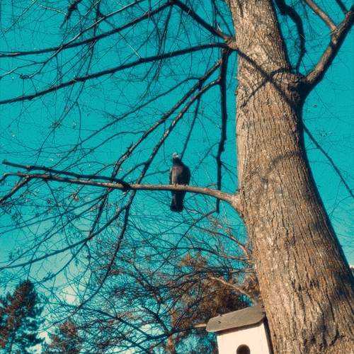 Photo #13733236