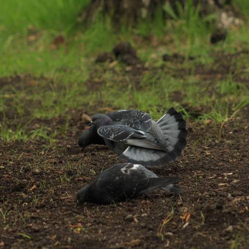 Photo #13733267