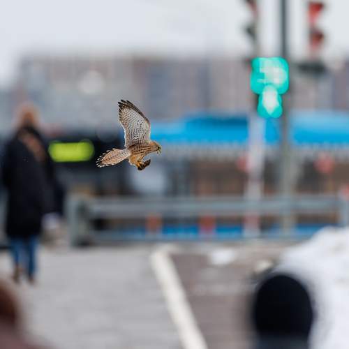 Photo #13733280