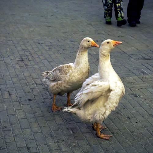 Photo #13733283
