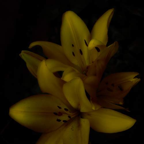 Photo #13733289