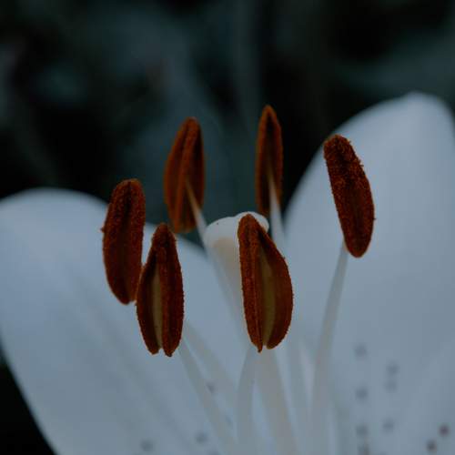 Photo #13733293