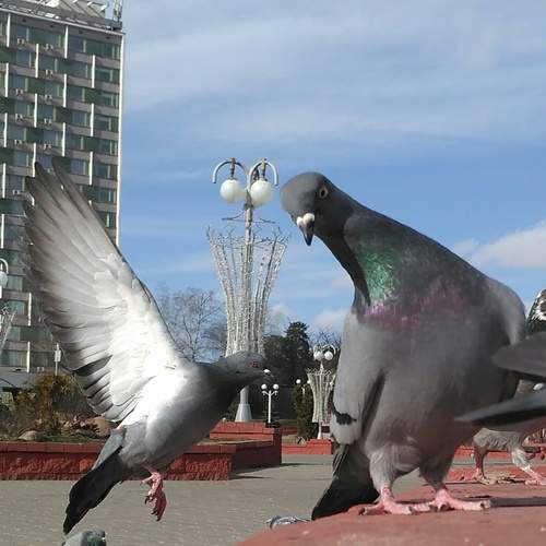 Photo #13733308