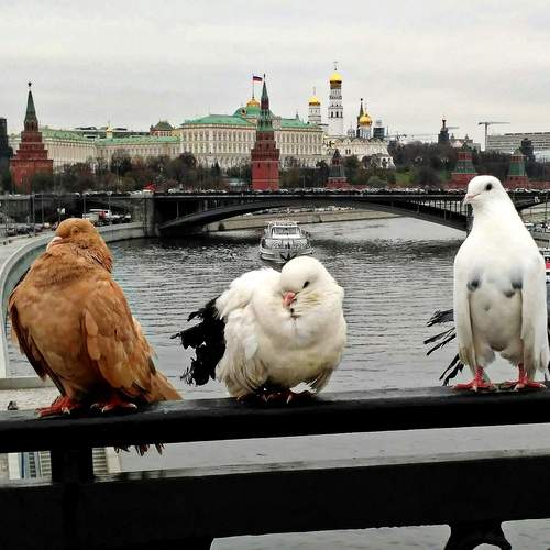 Photo #13733309