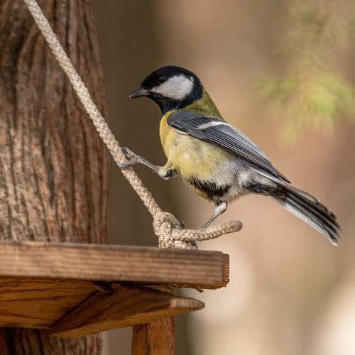 Photo #13733324