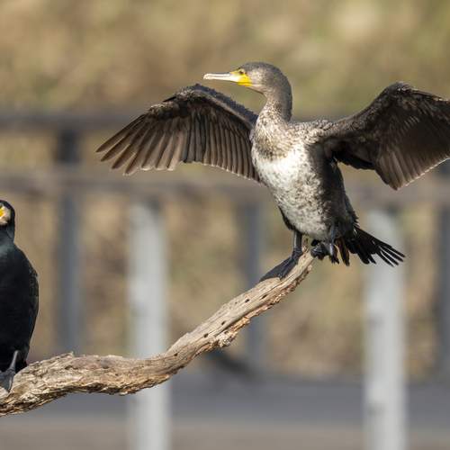 Photo #13733335