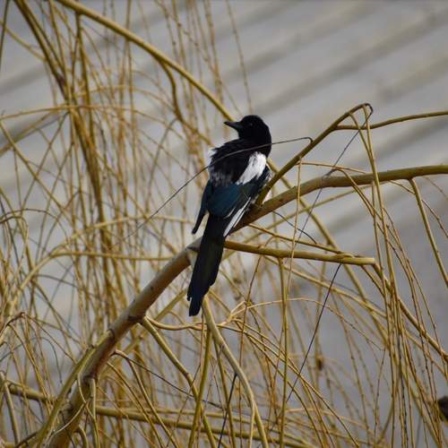 Photo #13733405