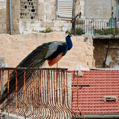 Photo #13733463