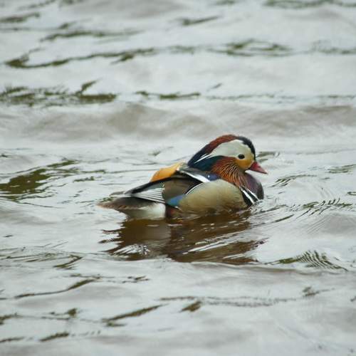 Photo #13733482