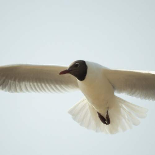 Photo #13733484