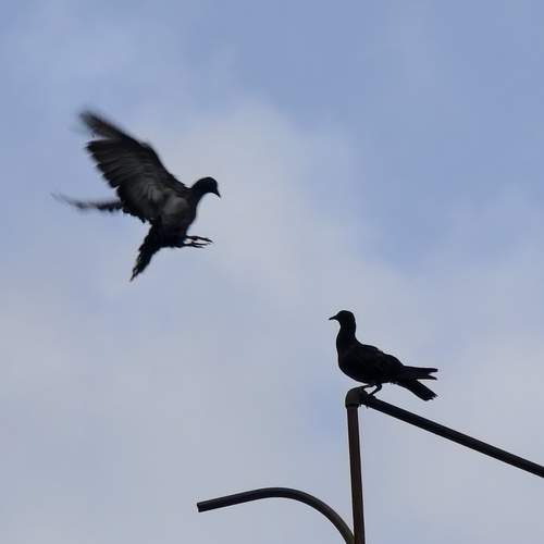 Mid-Air Dialogue