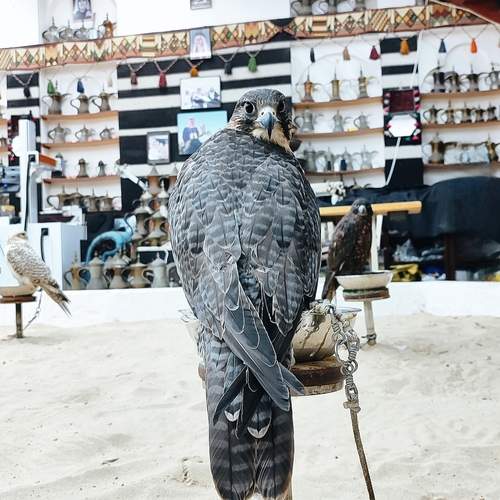Photo #13733815