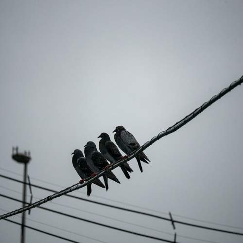 Photo #13733829