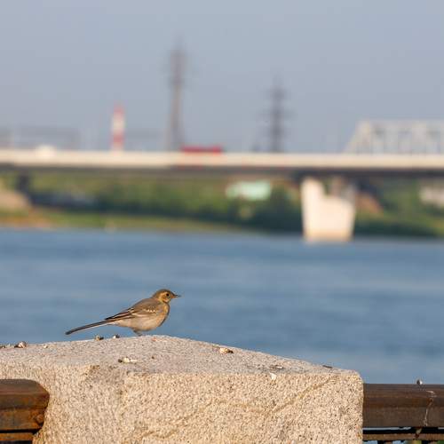 Photo #13733880