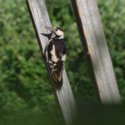 Photo #13733891